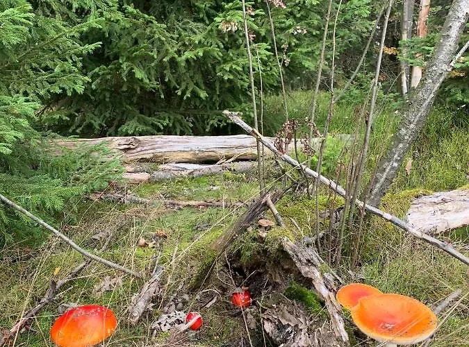 Fuer Alt Und Jung * Sonneberg